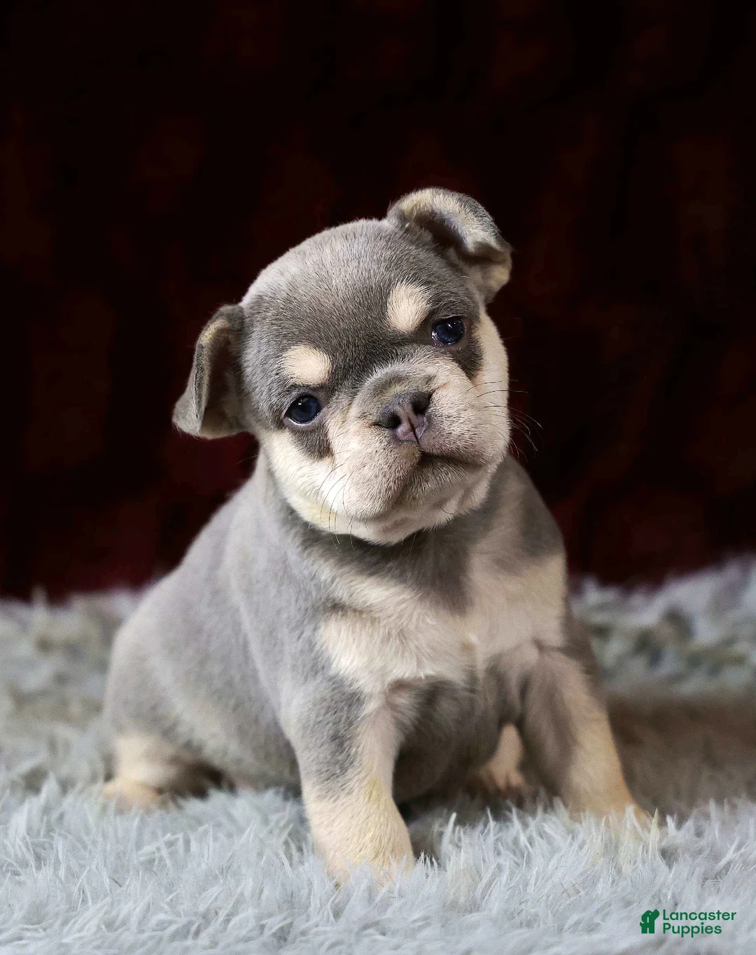 French Bulldog dogs for sale: Lollie - Ad 3