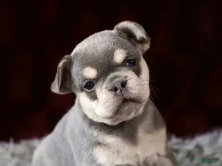 French Bulldog dogs Lollie - Ad 12