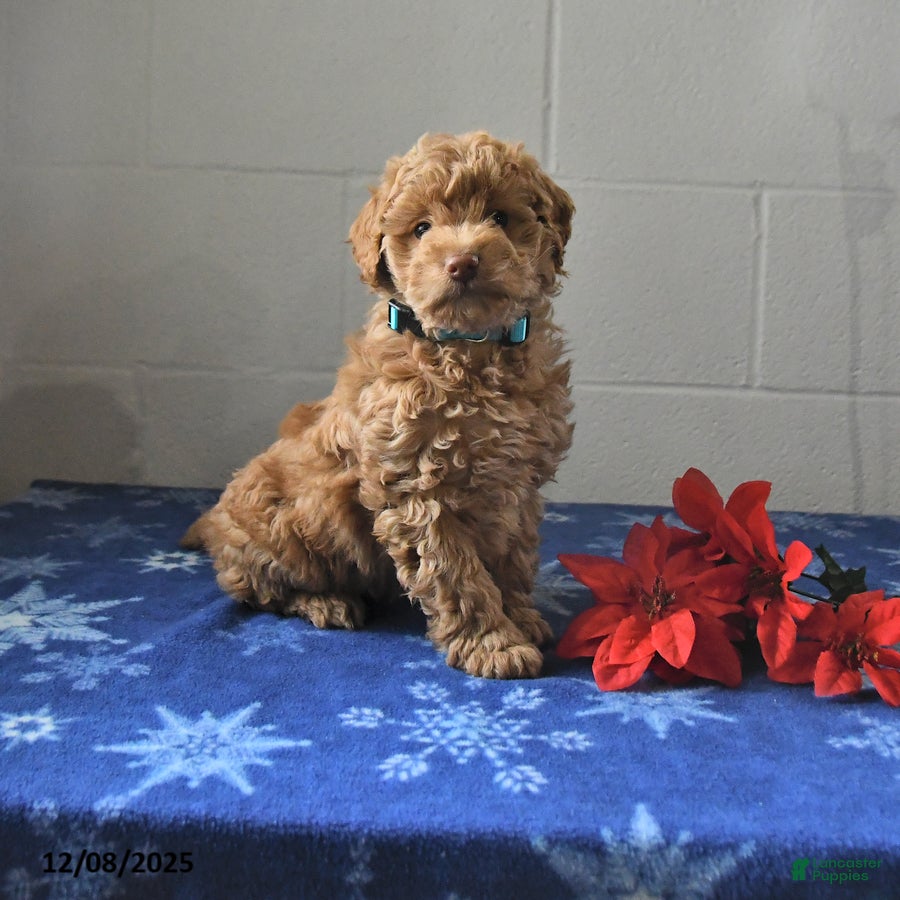 Miniature Labradoodle dogs Riva - Ad 31