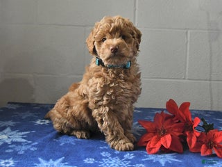 Miniature Labradoodle dogs Riva - Ad 42