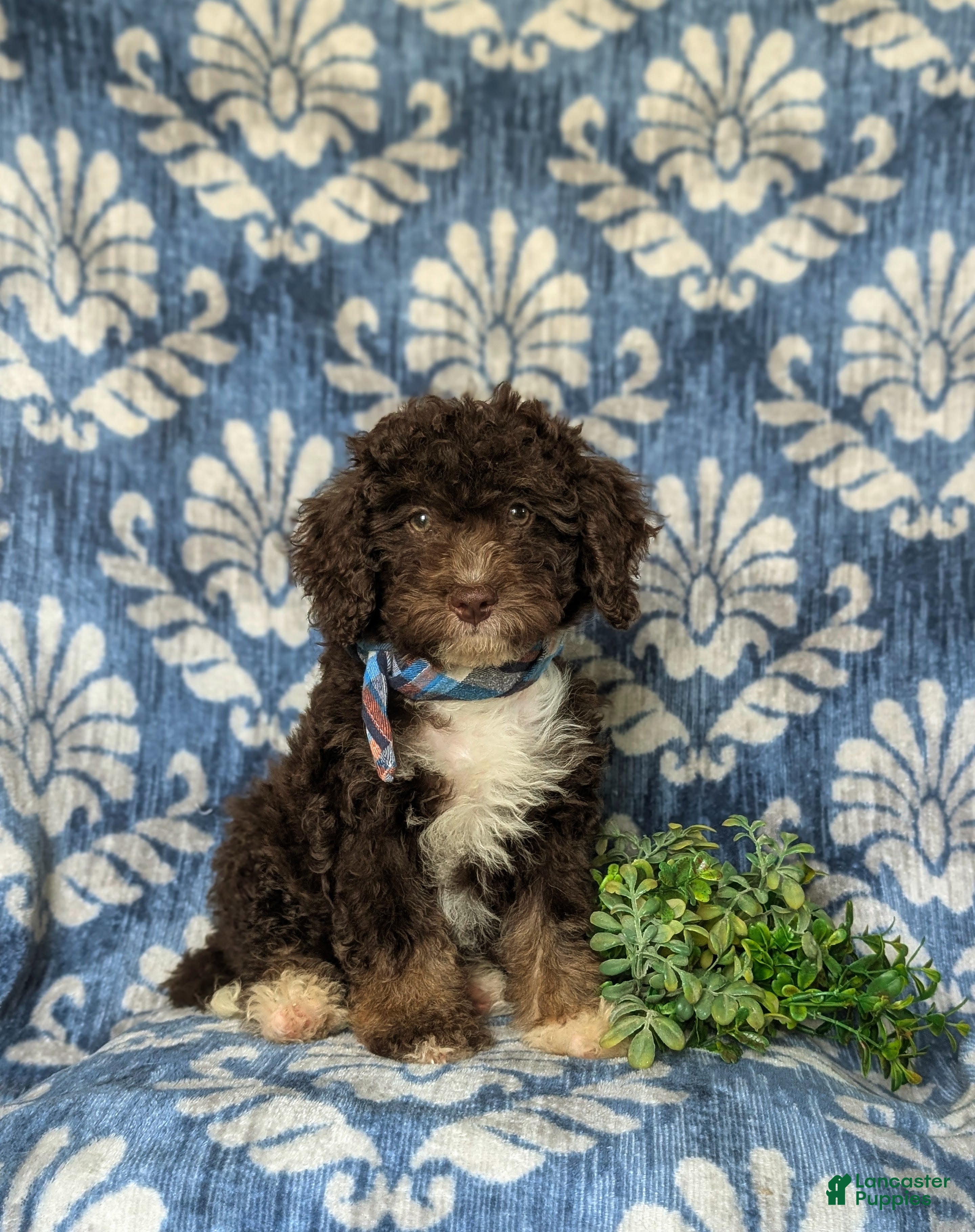 Mini Bernedoodle dogs Quenton Hypoallergenic - Ad 1