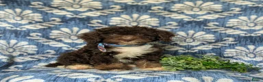 Quenton Hypoallergenic