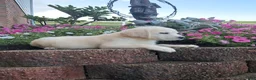 Labrador Retriever dogs for sale: Bruno - Ad 7