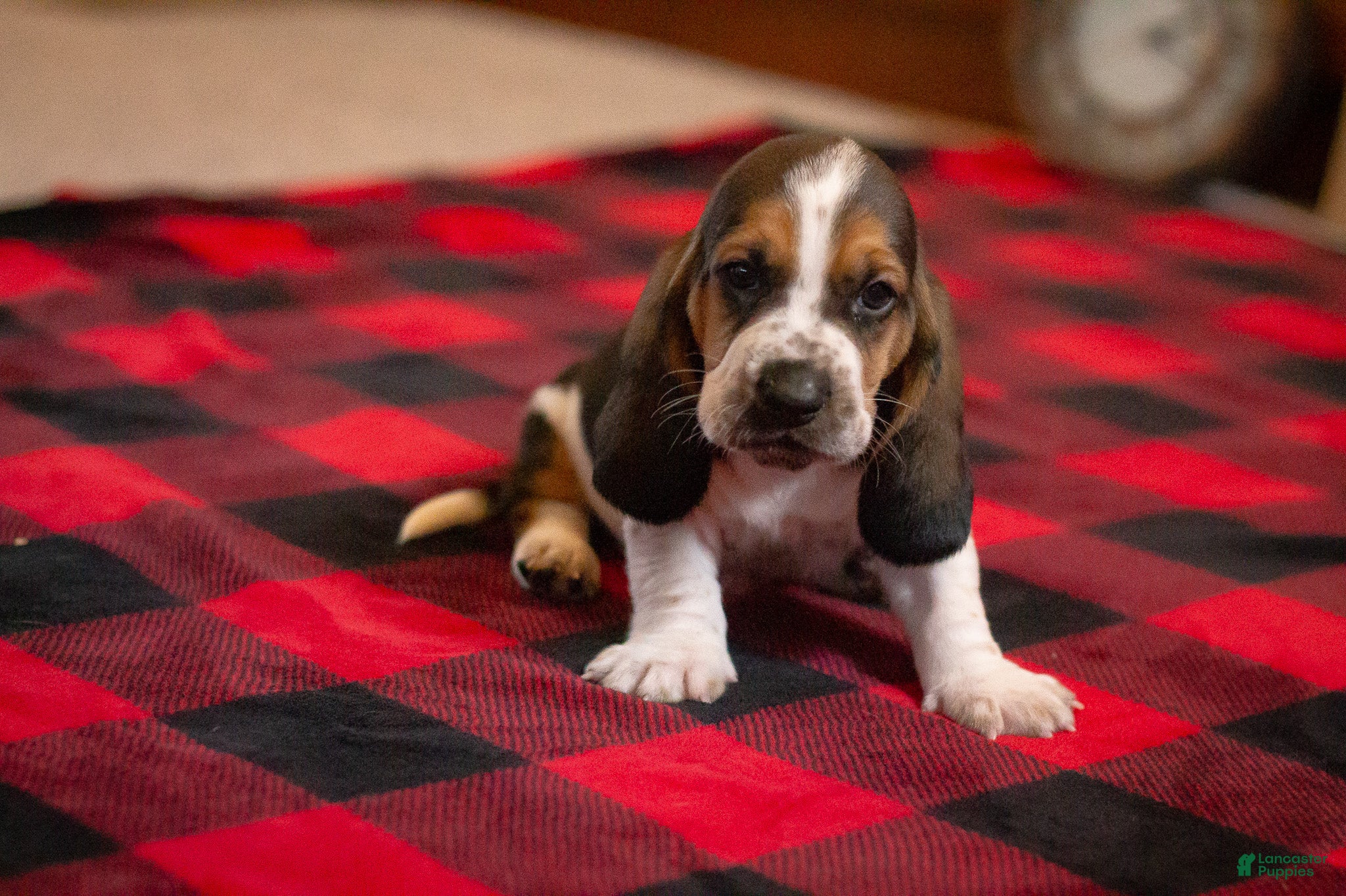 Basset Hound dogs Henry - Ad 1
