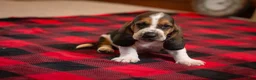 Basset Hound dogs for sale: Henry - Ad 1