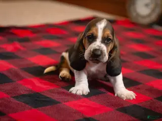 Basset Hound dogs for sale: Henry - Ad 3