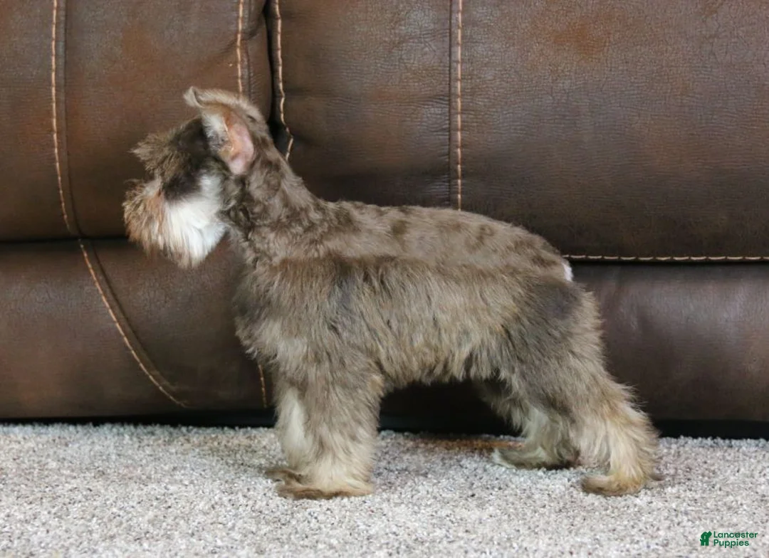 Miniature Schnauzer dogs for sale: Maggie - Ad 5
