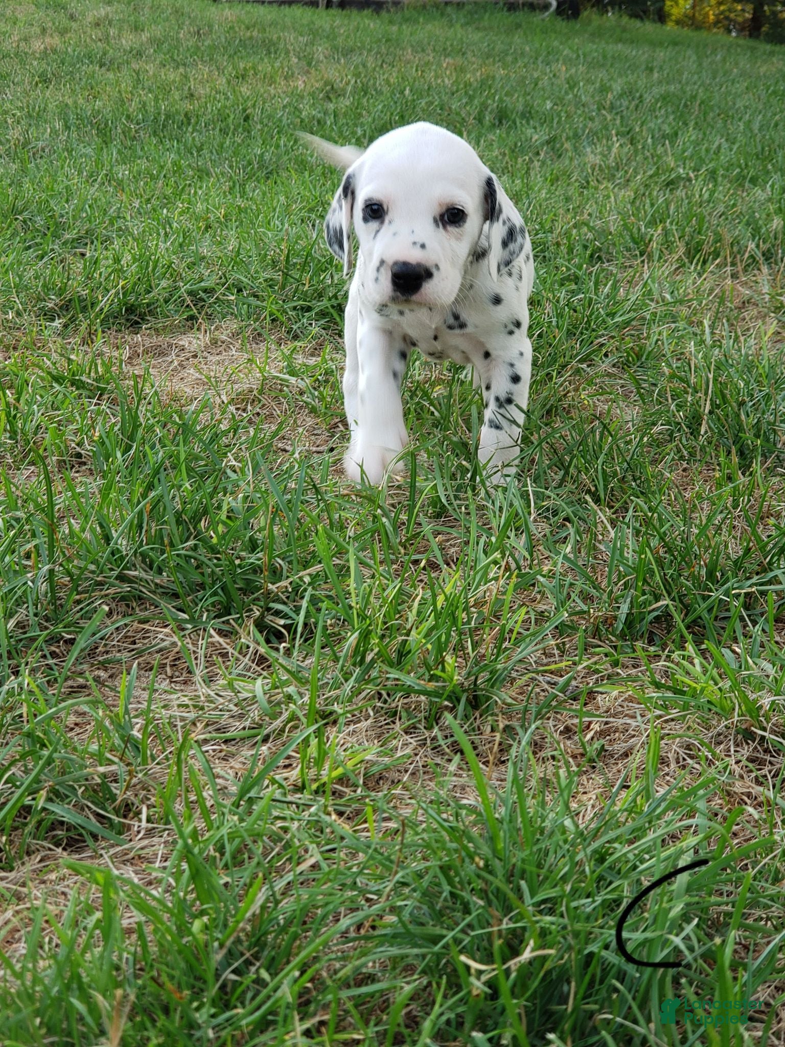 Dalmatian dogs Charlie - Ad 26