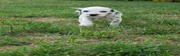 Dalmatian dogs for sale: Charlie - Ad 1