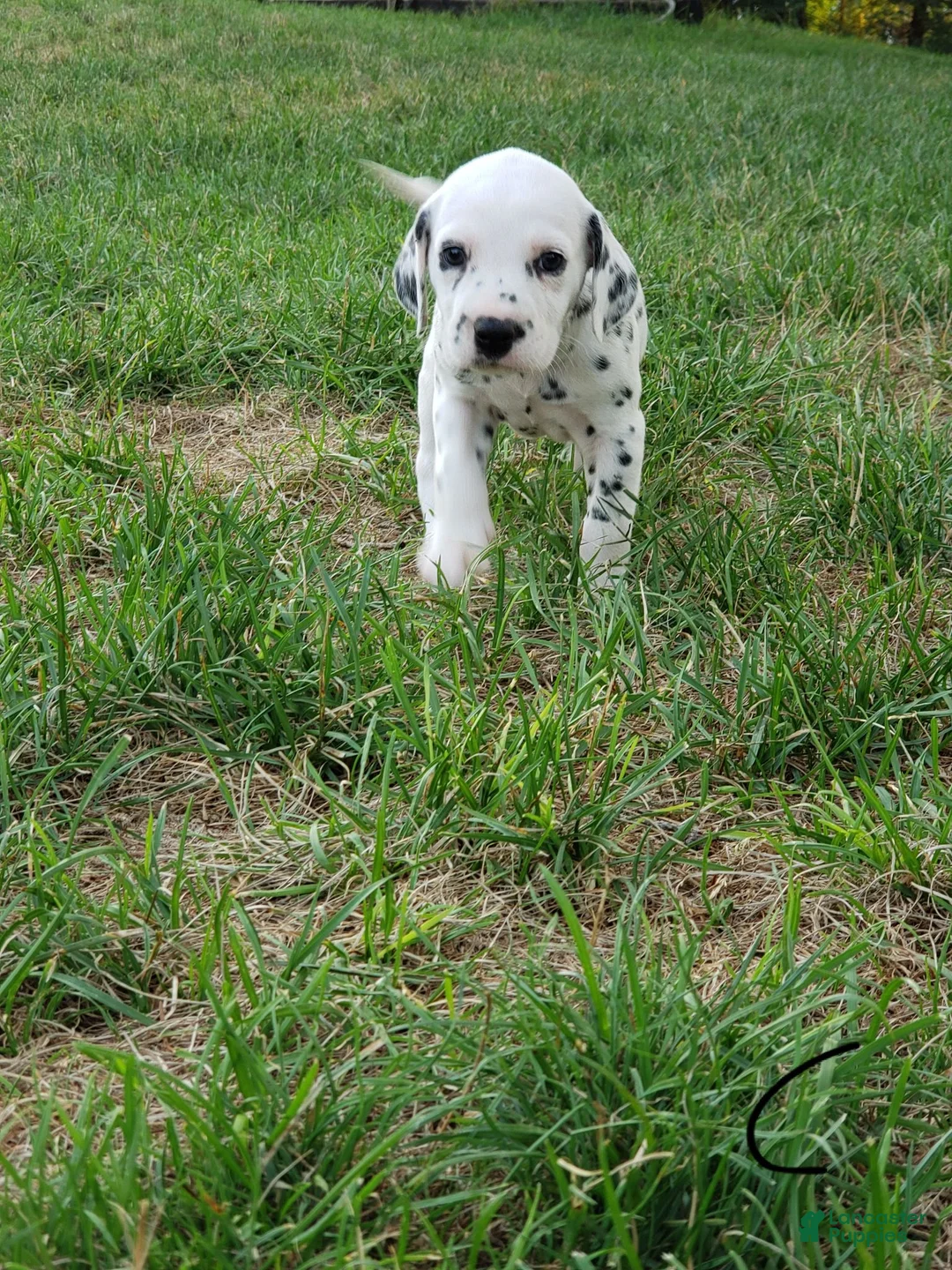 Dalmatian dogs for sale: Charlie - Ad 1