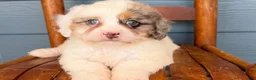 Cavapoo dogs for sale: Sapphire - Ad 3
