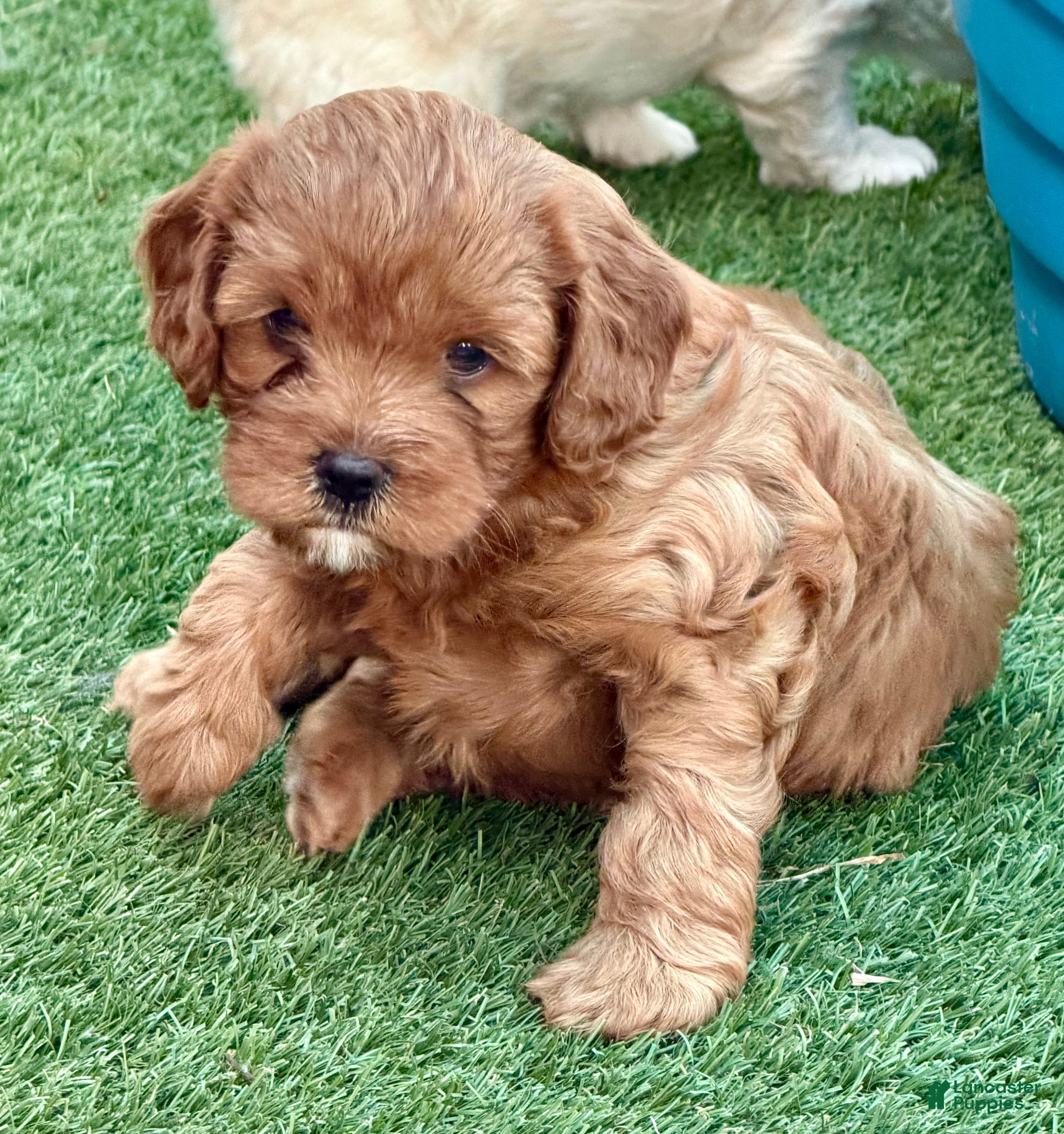 Cavapoo dogs Girl - Ad 2
