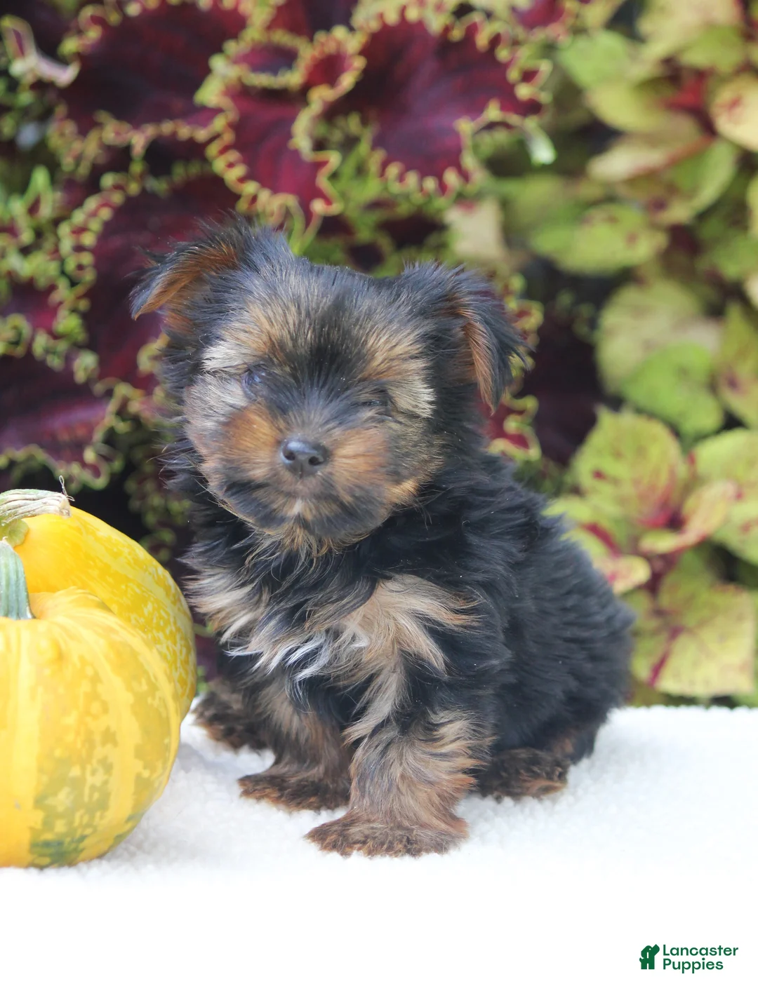Yorkshire Terrier dogs for sale: Cooper - Ad 1