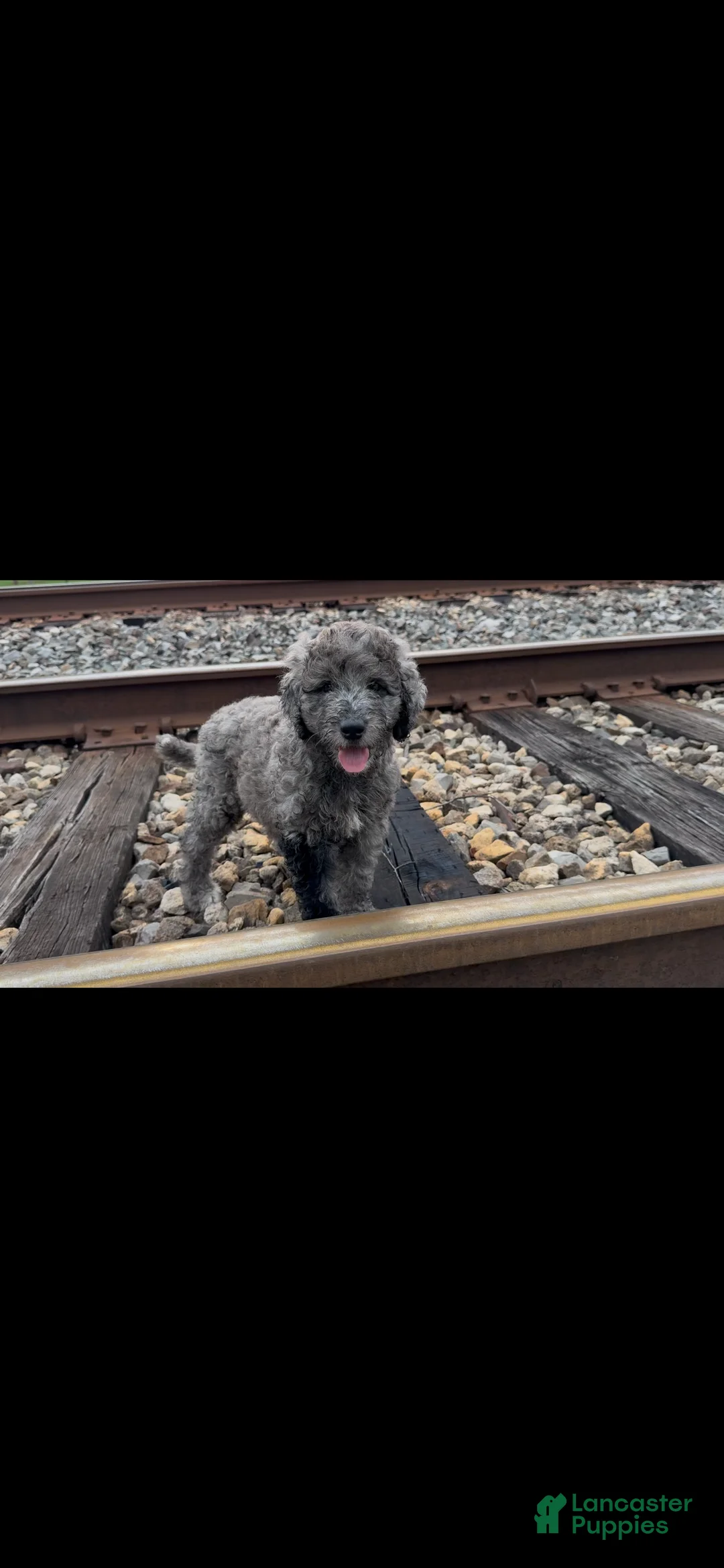 Mixed Breed dogs for sale: Miss Merle - Ad 2
