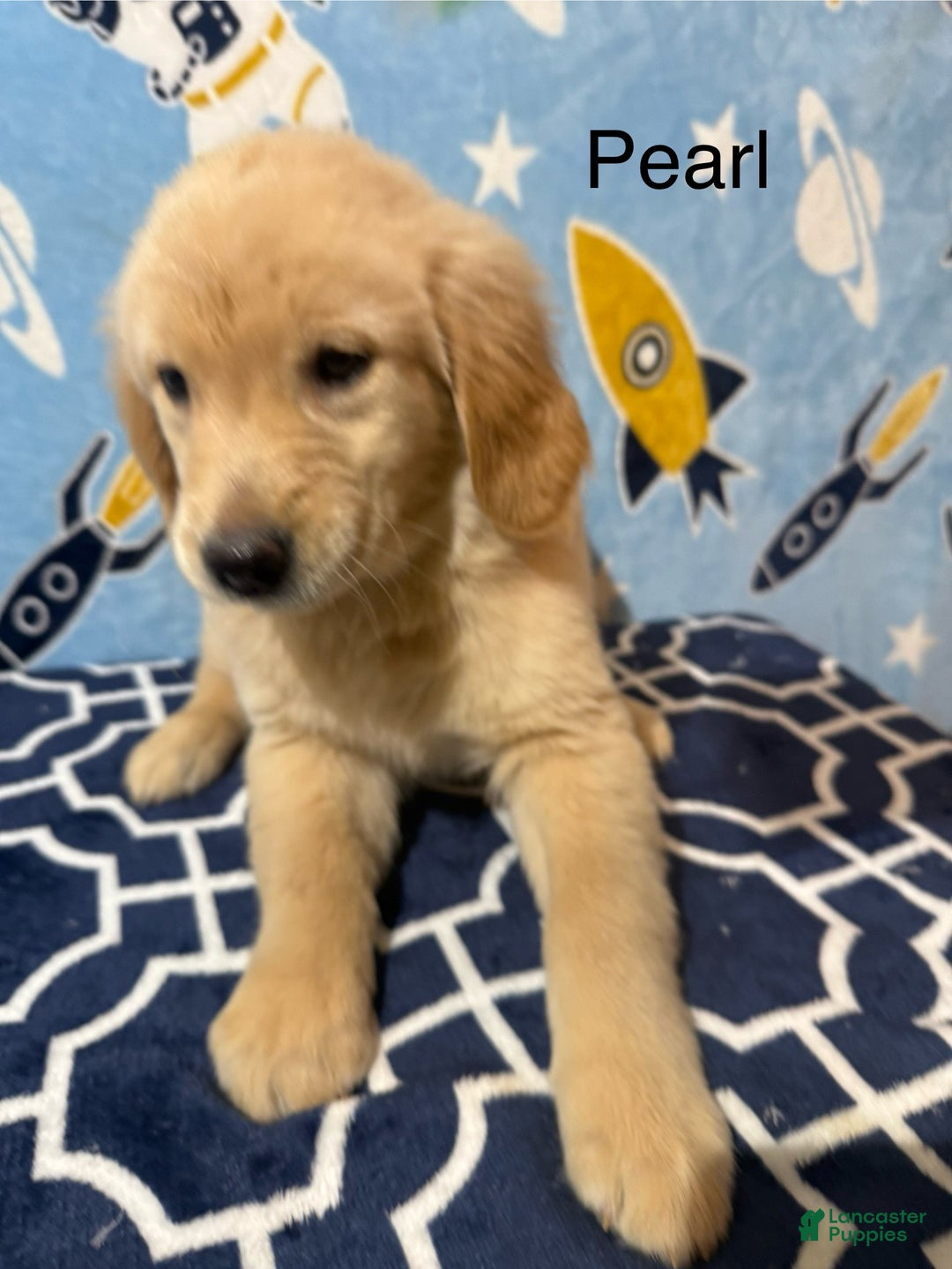 Golden Retriever dogs for sale: Pearl - Ad 1