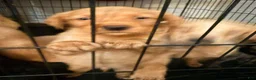 Mixed Breed dogs for sale: Mixed Breed 6 - Ad 11
