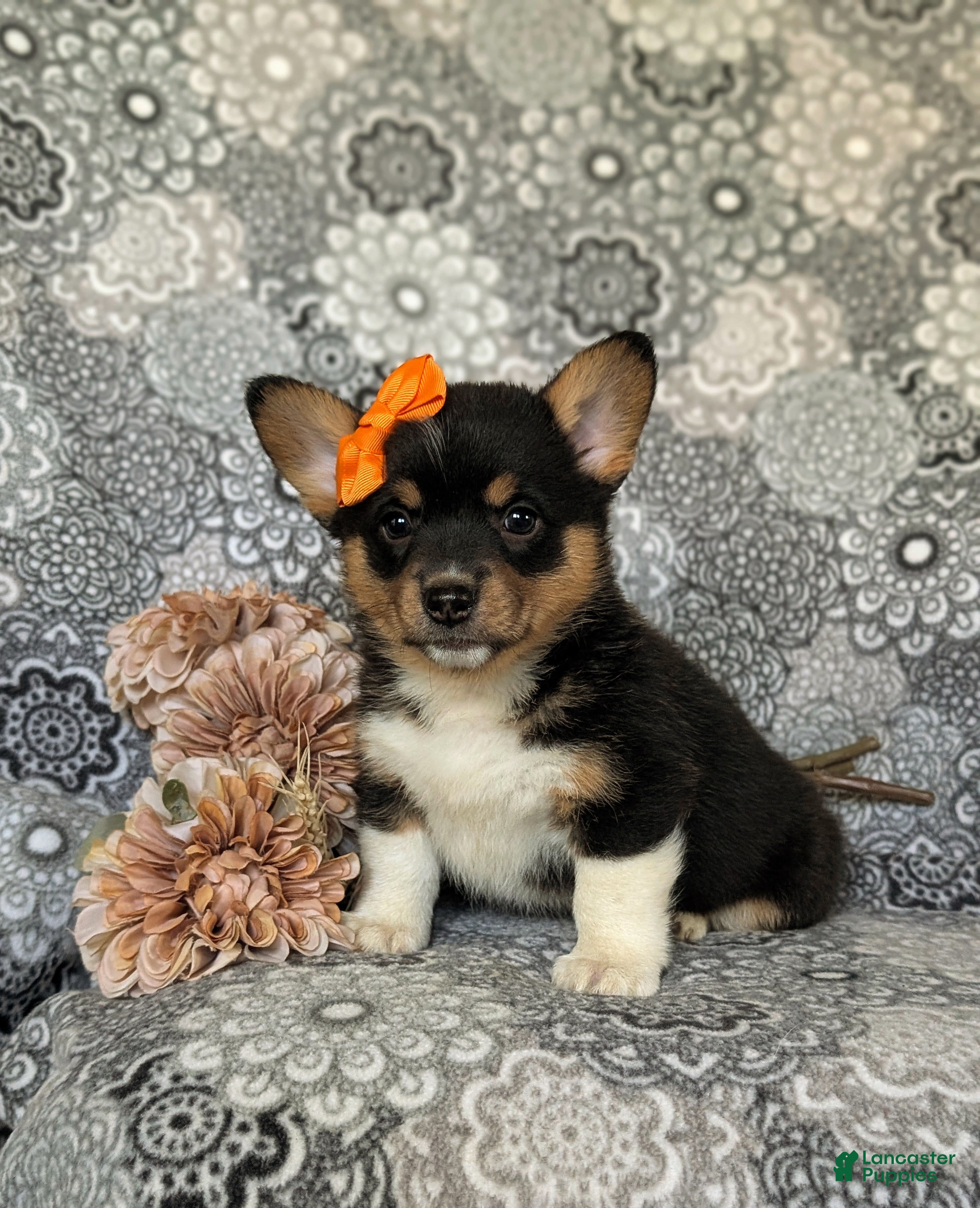 Welsh Corgi Pembroke dogs Marta AKC Registered - Ad 2
