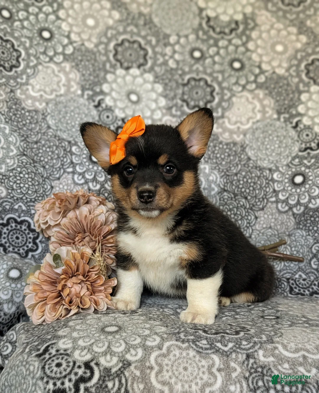 Welsh Corgi Pembroke dogs for sale: Marta AKC Registered - Ad 2