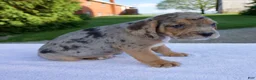 Beabull dogs for sale: King - Ad 3