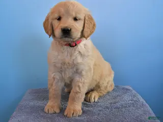 Golden Retriever dogs Ophelia - Ad 5