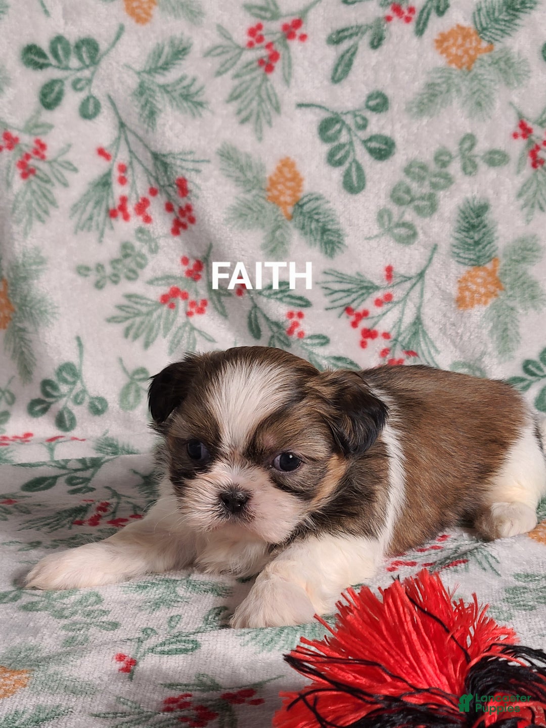 Shih Tzu dogs for sale: Faith  - Ad 2