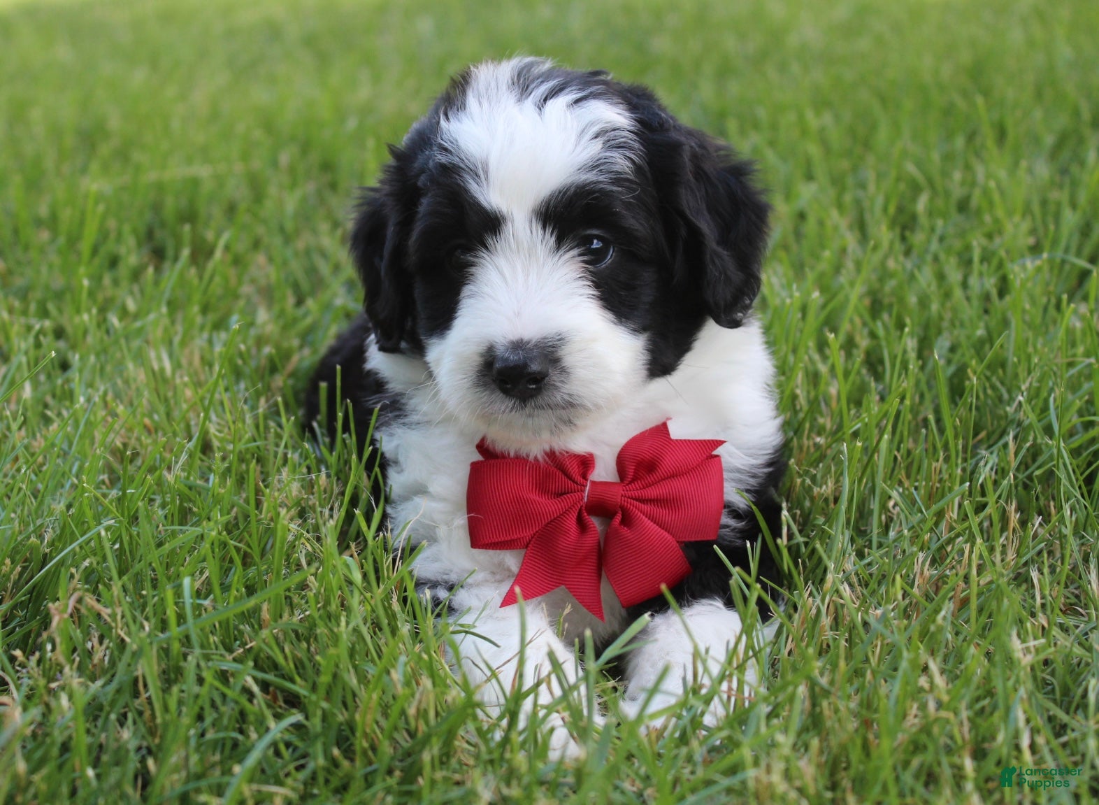 Mini Aussiedoodle dogs for sale: Jasper 💎 - Ad 7