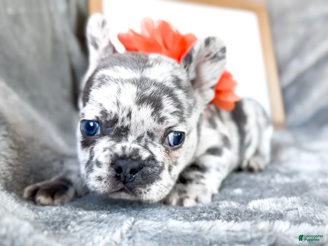 French Bulldog dogs for sale: Clementine Blue Merle AKC Frenchie Female - Ad 2