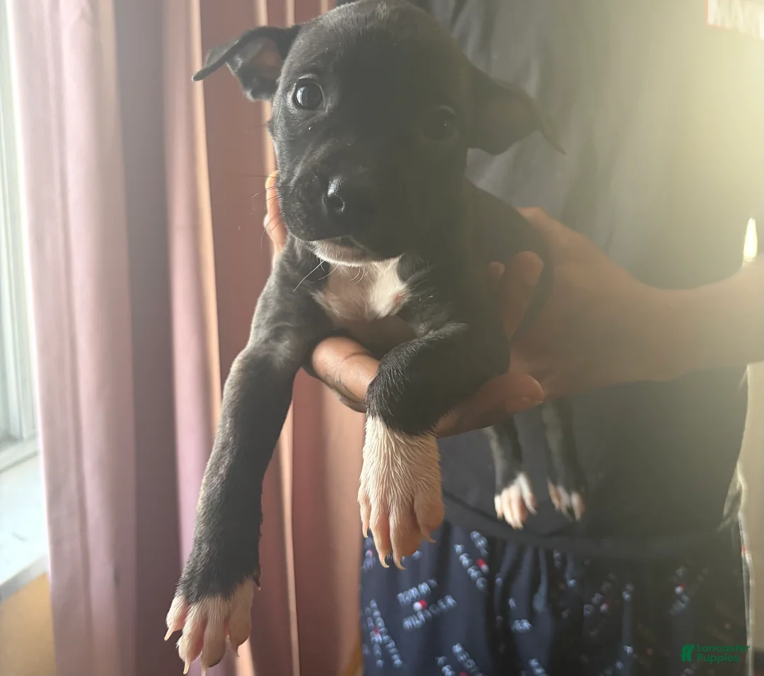 American Pit Bull Terrier dogs for sale: Bella - Ad 1