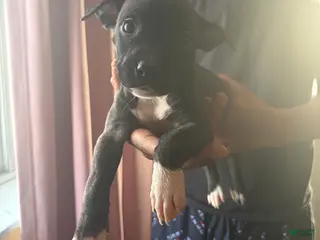 American Pit Bull Terrier dogs Bella - Ad 33