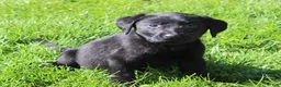 Labrador Retriever dogs for sale: Labrador Retriever Willow - Ad 4