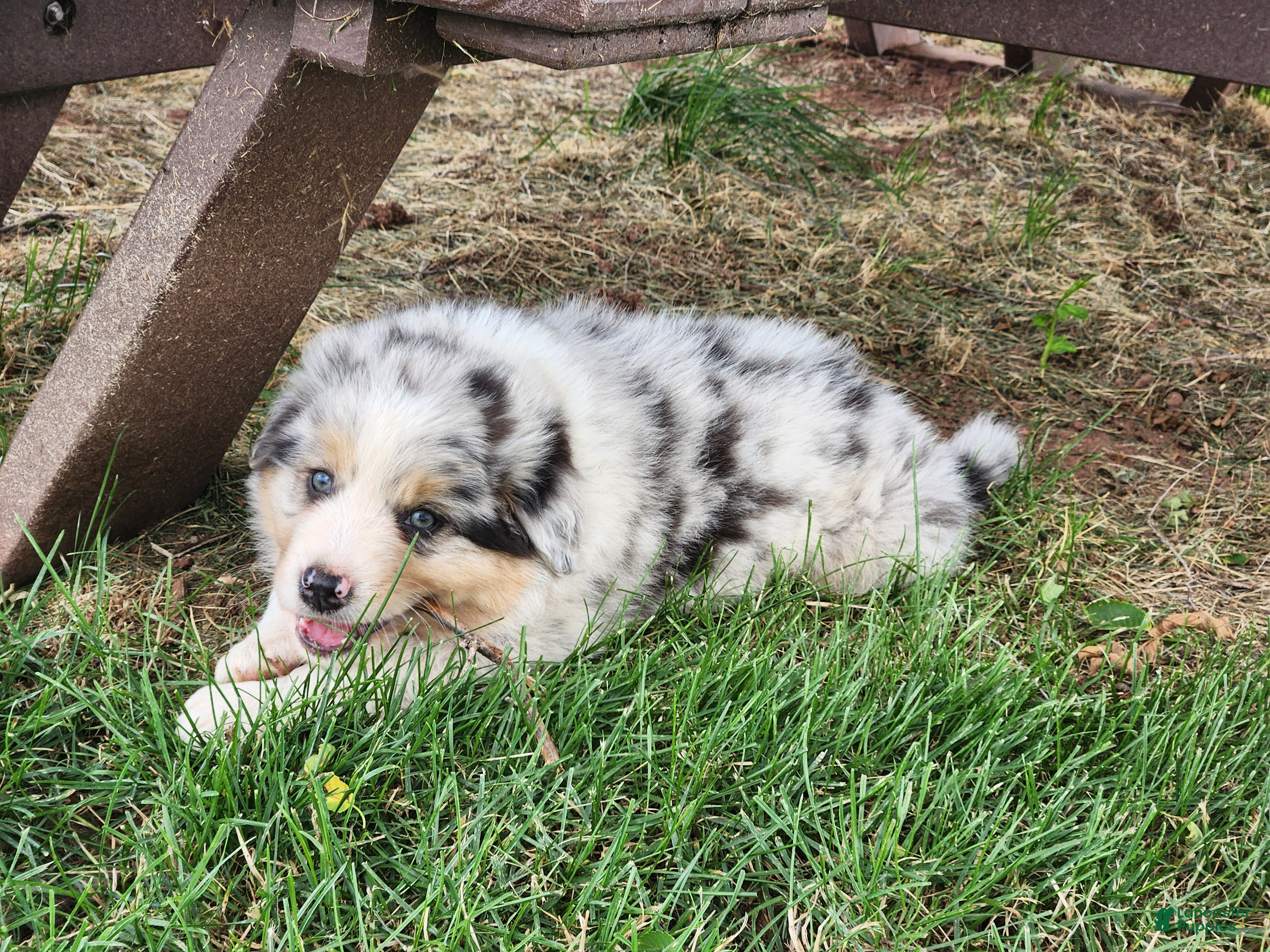 Australian Shepherd dogs Sitka - Ad 2