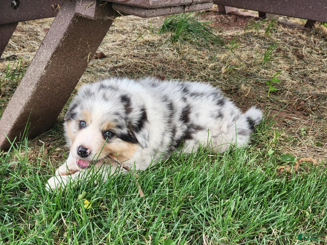 Australian Shepherd dogs for sale: Sitka - Ad 2
