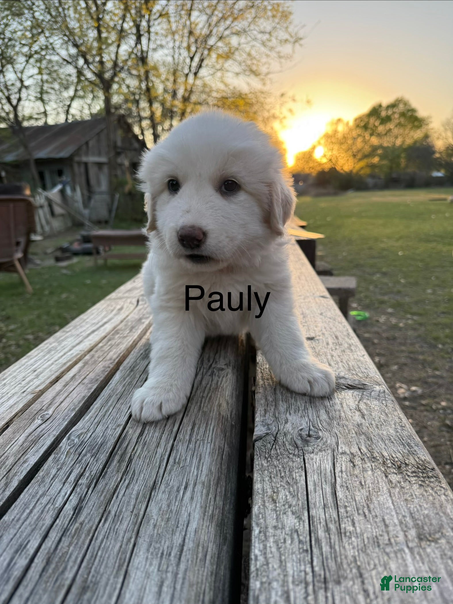 Great Pyrenees dogs Great Pyrenees Puppy 2 - Pauly - Ad 1