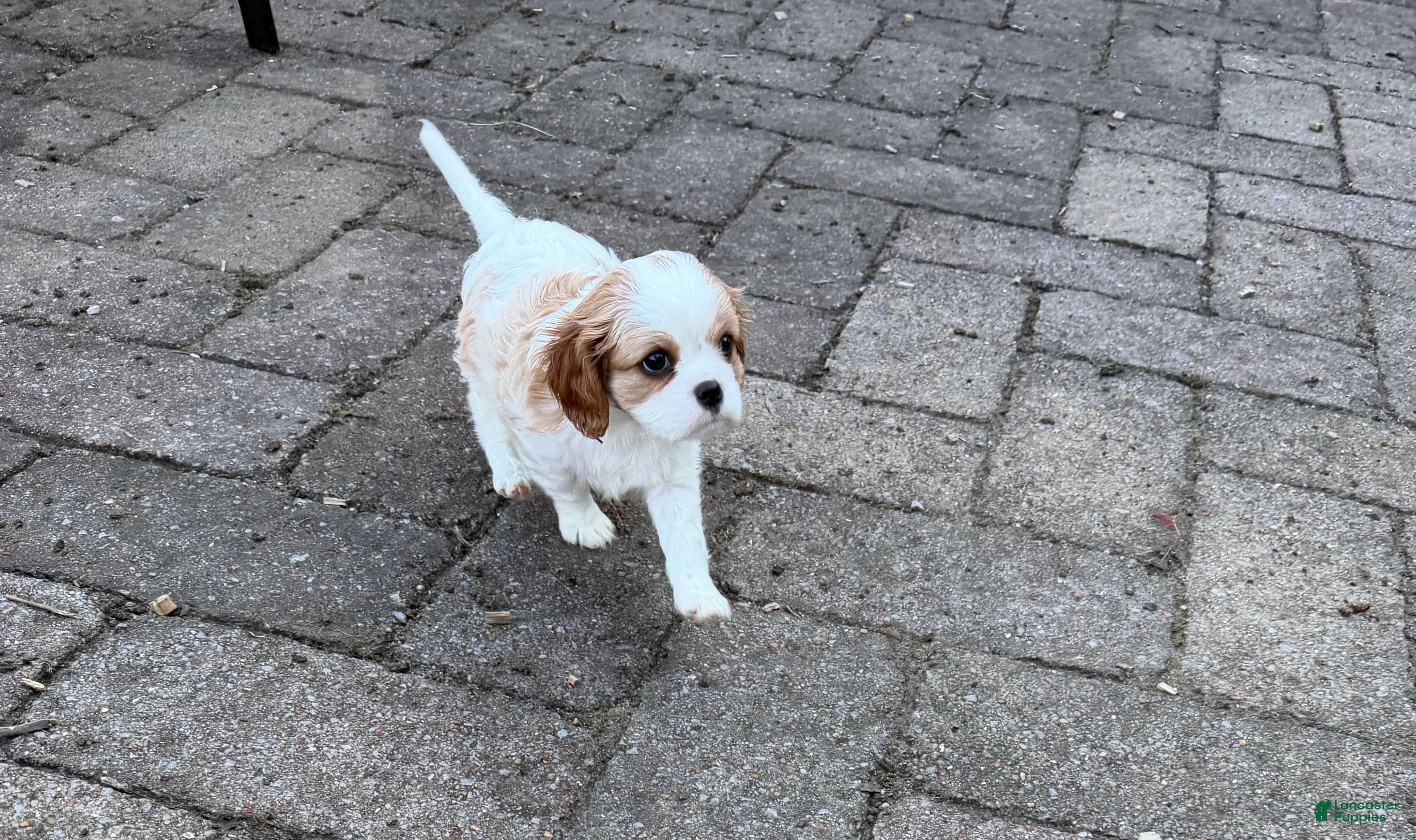 Cavalier King Charles Spaniel dogs Marcy - Ad 2