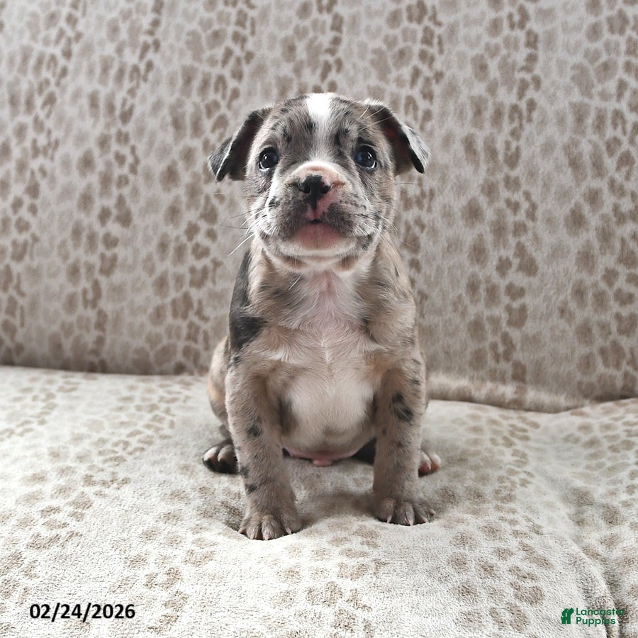 Frenchton dogs Brandon - Ad 1