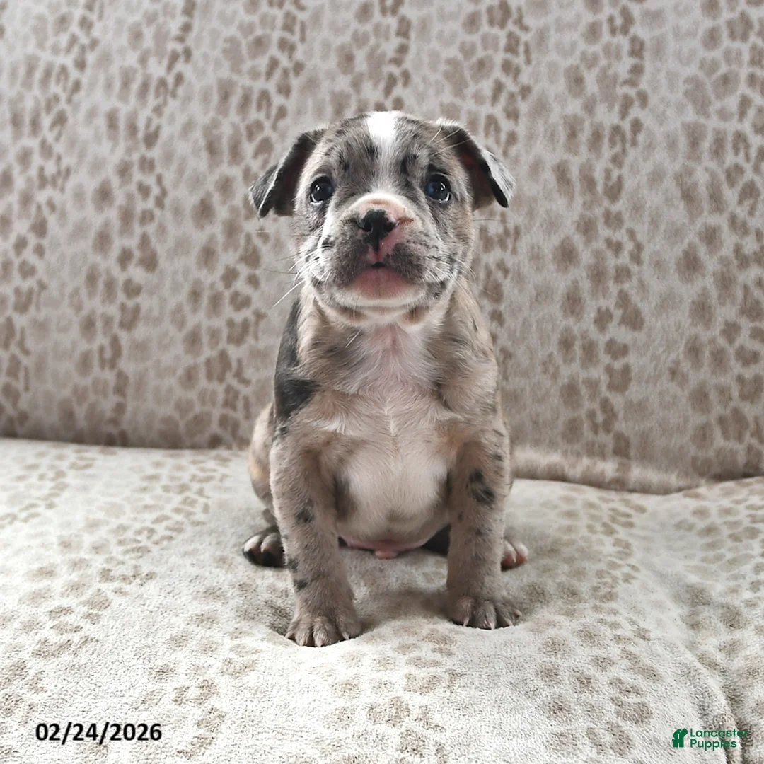 Frenchton dogs for sale: Brandon - Ad 1