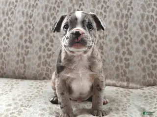 Frenchton dogs for sale: Brandon - Ad 2