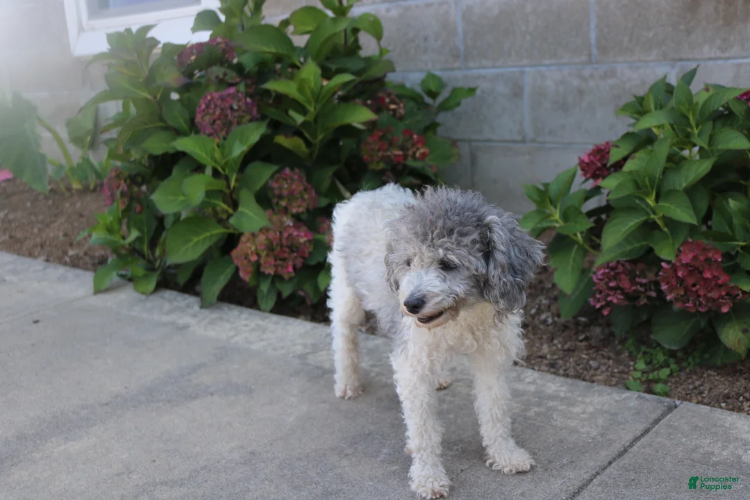 Toy Poodle dogs for sale: Sadie - Ad 18