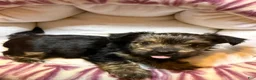 Yorkshire Terrier dogs for sale: Eclipse  - Ad 6