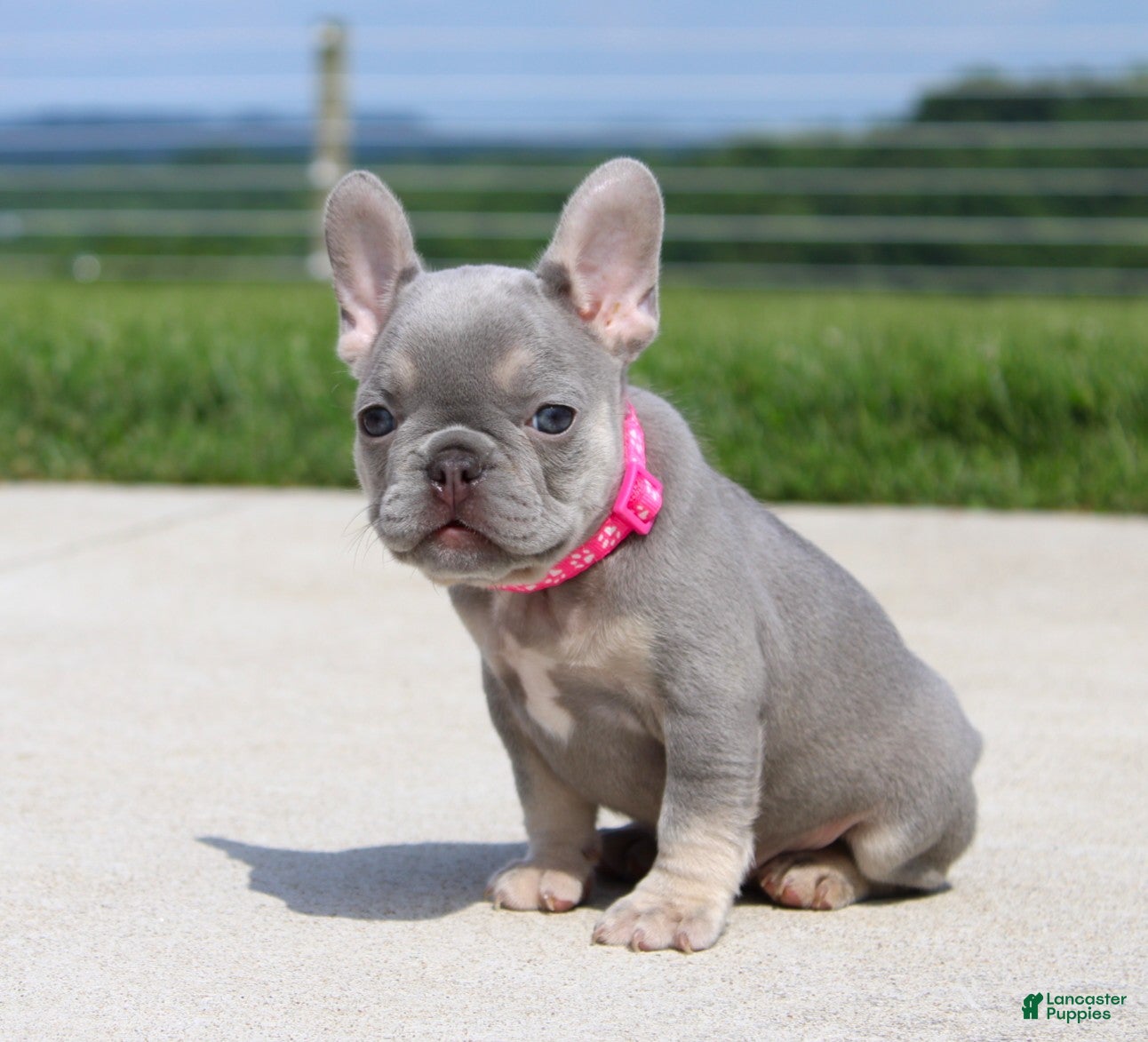 French Bulldog dogs Lilly - Ad 2