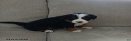 Bernese Mountain Dog dogs for sale: Ivy - Ad 5