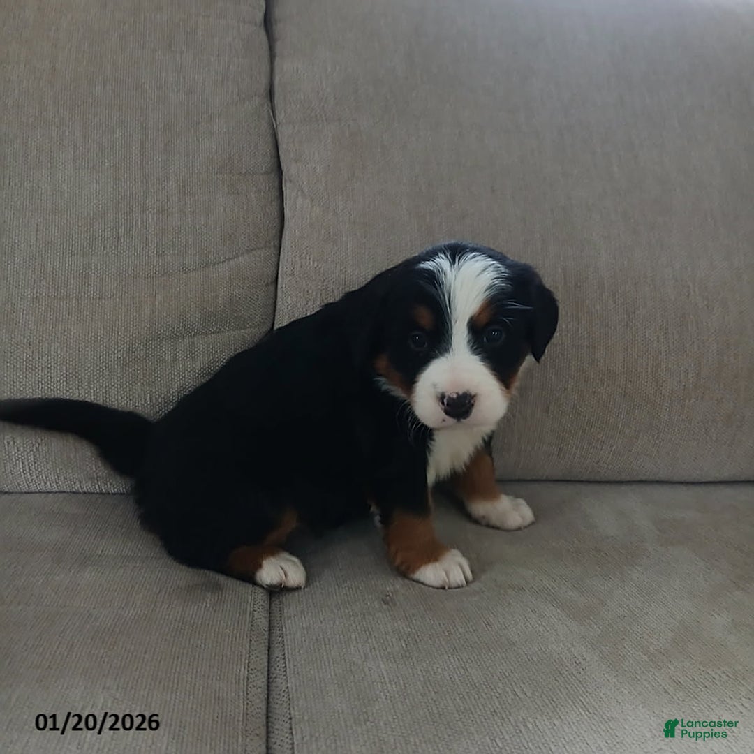 Bernese Mountain Dog dogs for sale: Ivy - Ad 5