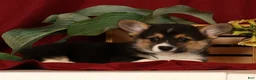 Welsh Corgi Pembroke dogs for sale: Jodi - Ad 9