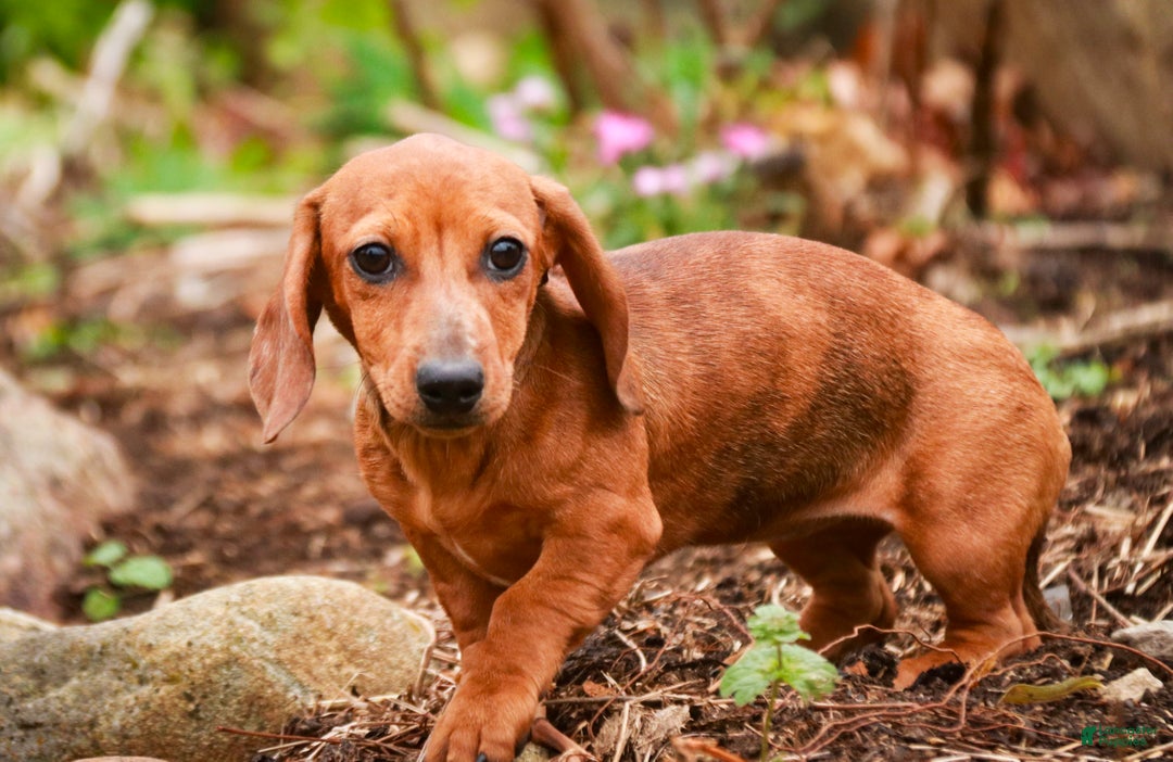 Miniature Dachshund dogs for sale: Rory - Ad 2