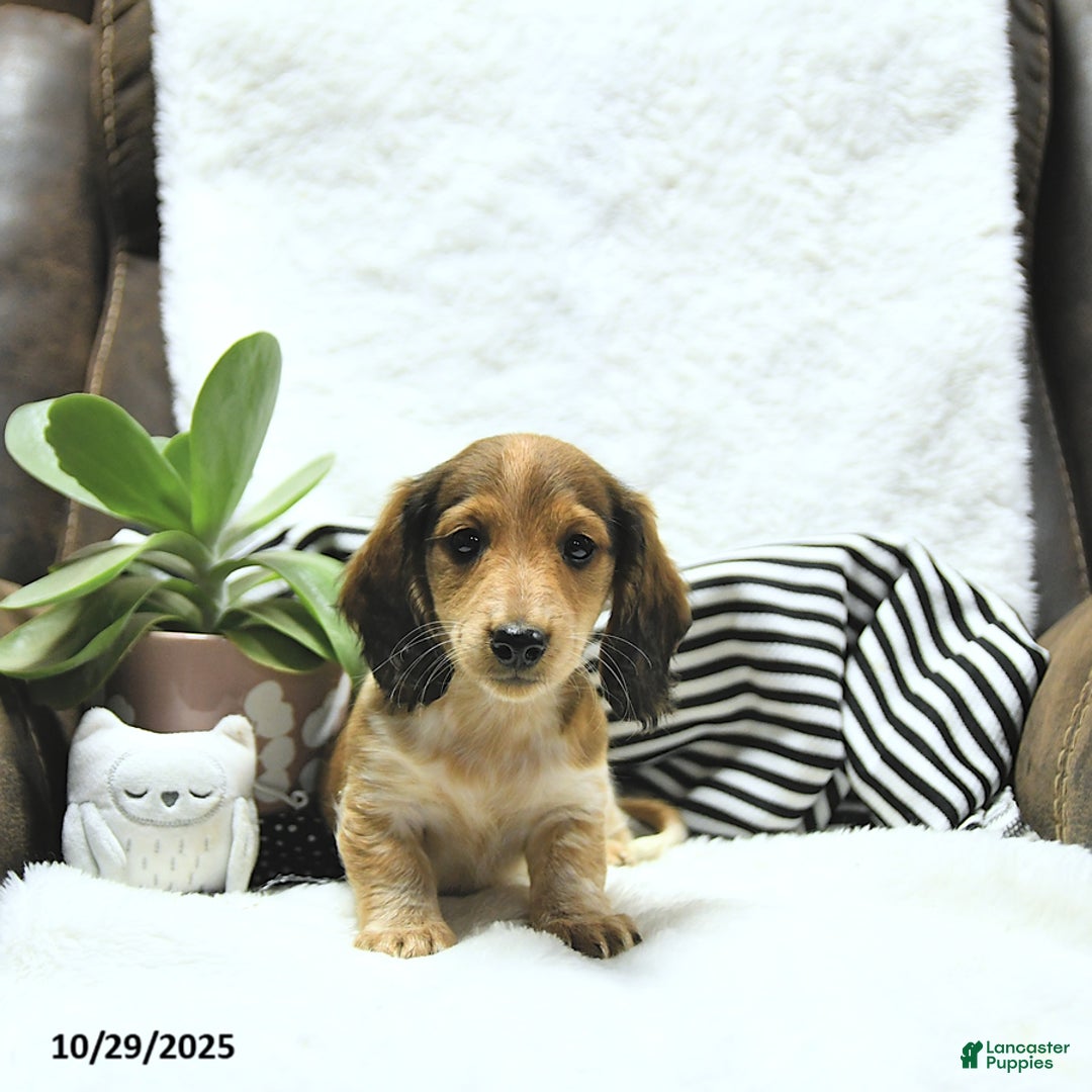 Miniature Dachshund dogs for sale: Aspen - Ad 14