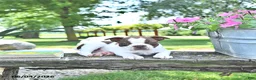 Boston Terrier dogs for sale: Kelly - Ad 3