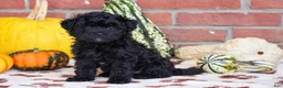 Havapoo dogs for sale: Dylan - Ad 1