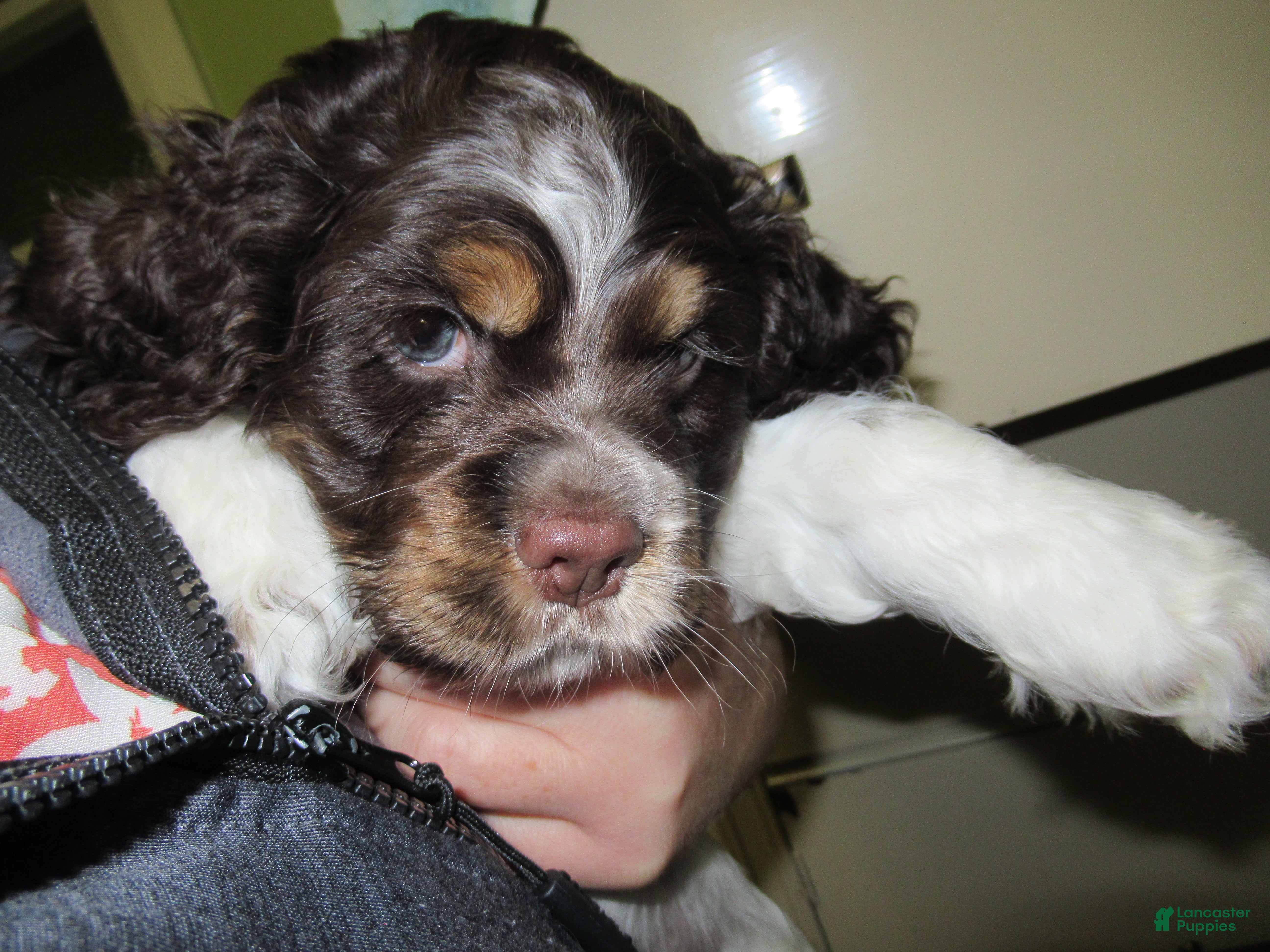 Cocker Spaniel dogs Banza - Ad 10