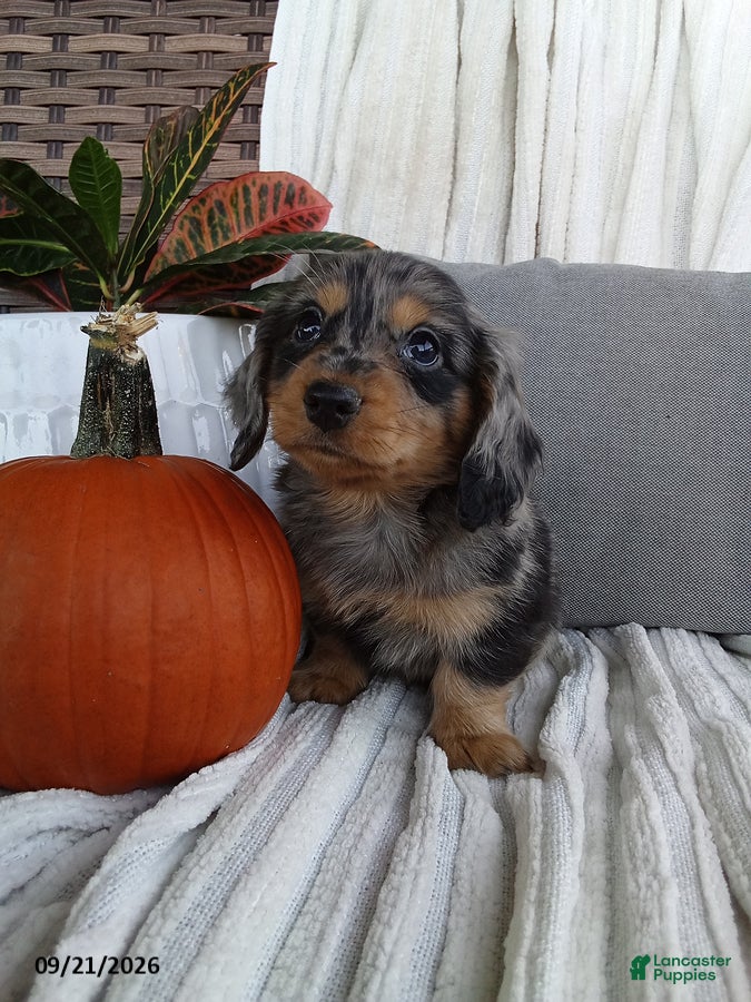Miniature Dachshund dogs Jackson - Ad 1
