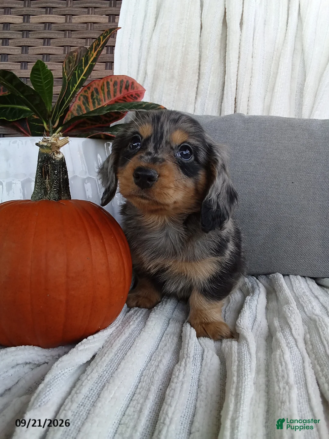 Miniature Dachshund dogs for sale: Jackson - Ad 1